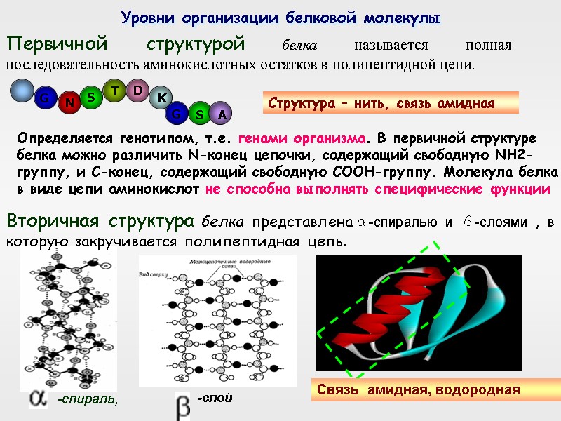 Уровни организации белковой молекулы   Первичной структурой белка называется полная последовательность аминокислотных остатков